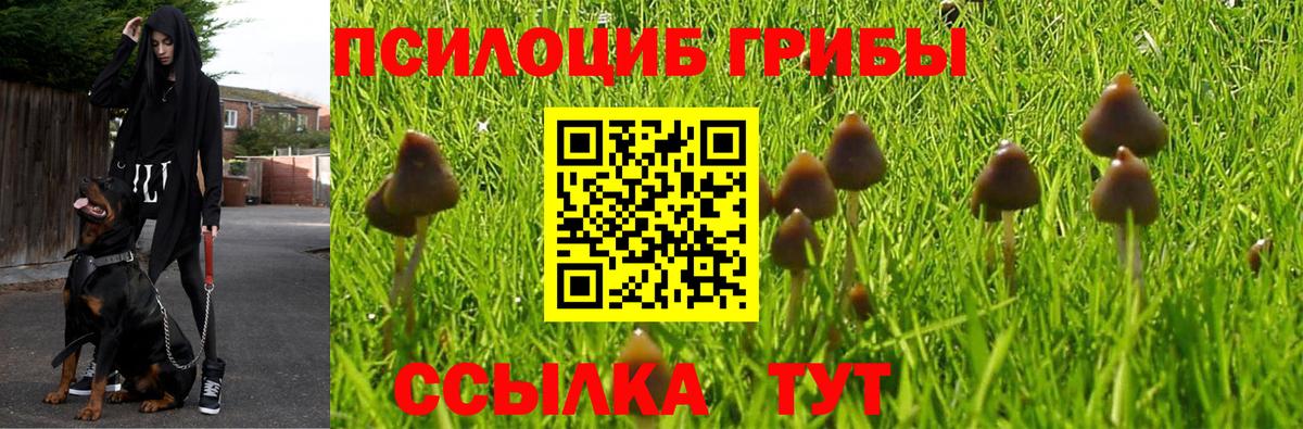 Псилоцибиновые грибы GOLDEN TEACHER Апрелевка